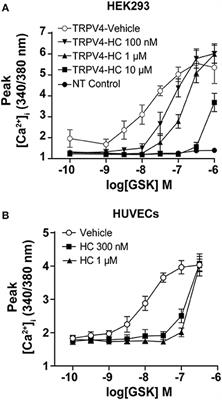 The TRPV4 Agonist GSK1016790A Regulates the Membrane Expression of TRPV4 Channels